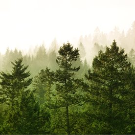 Olejek Zapachowy Do Dyfuzora - Deep Forest 100ml